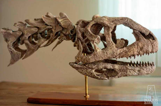 Majungasaurus crenatissimus Skull