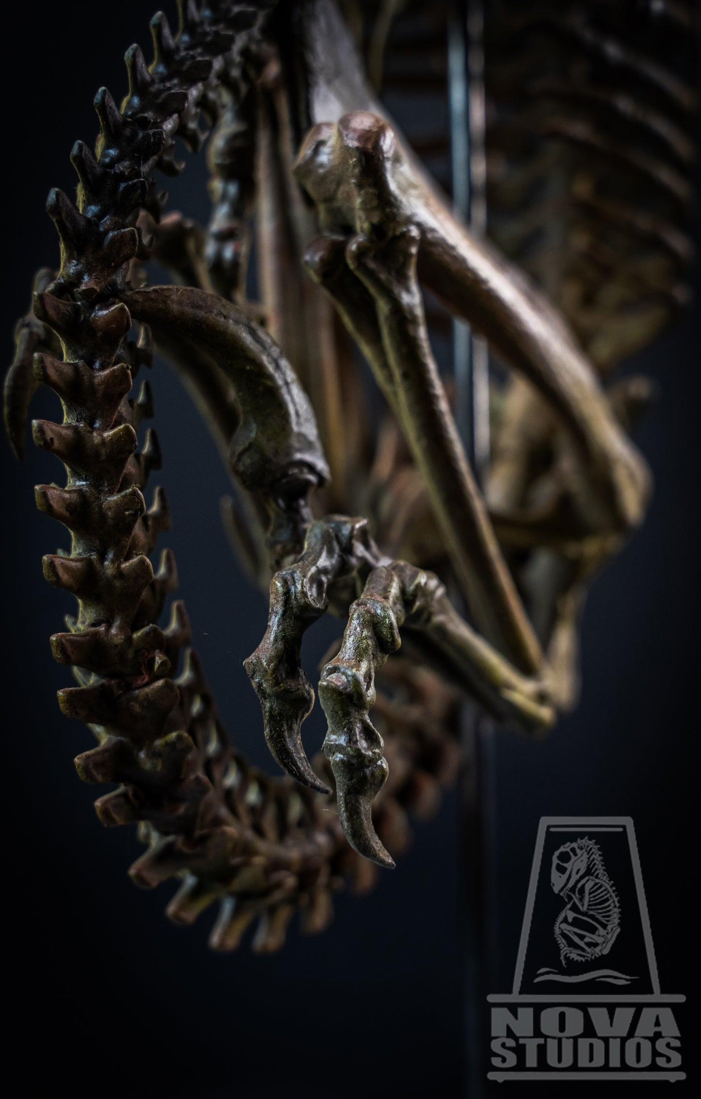 Deinonychus antirrhopus Fetus