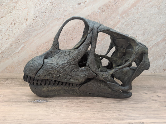 Europasaurus holgeri Skull
