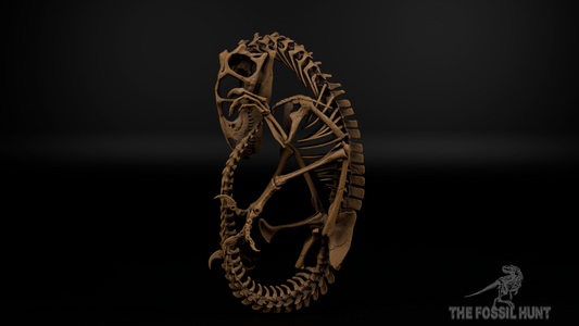 Utahraptor ostrommaysi Fetus