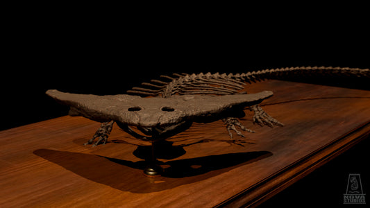 Diplocaulus magnicornis