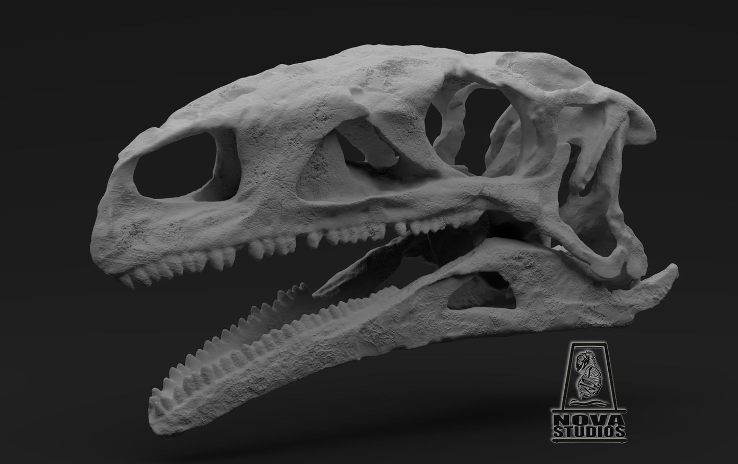 Plateosaurus trossingensis Skull