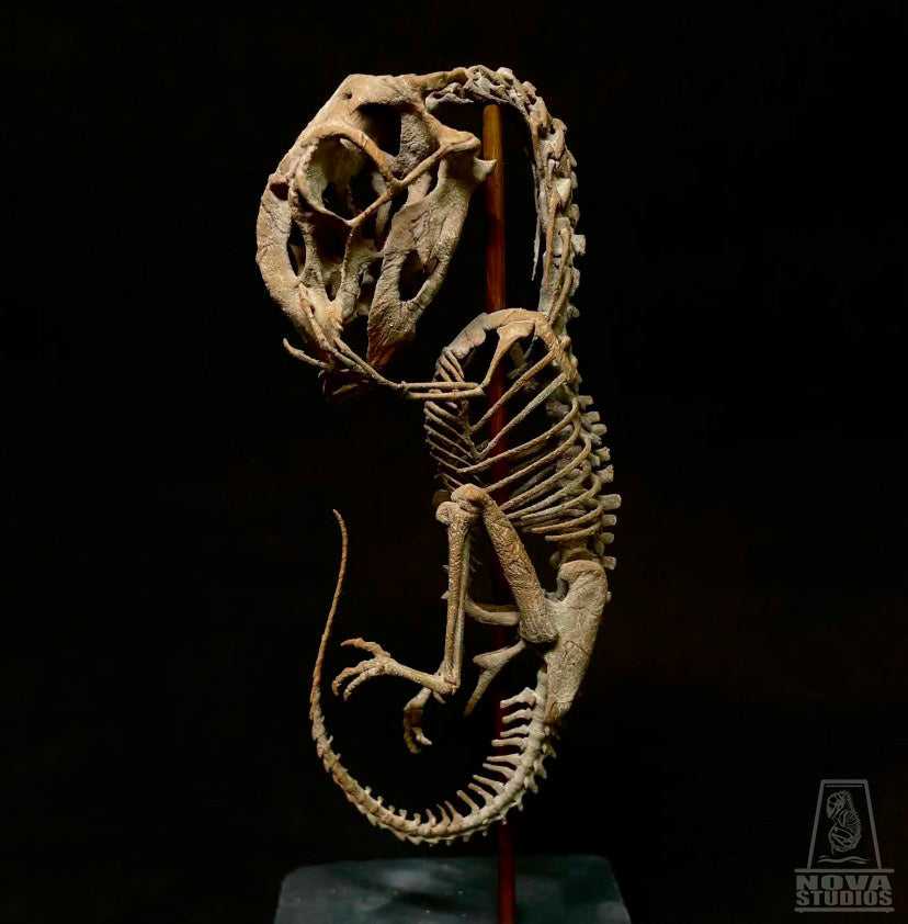 Fetal Skeletons