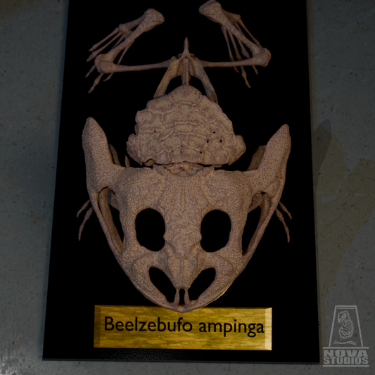 Beelzebufo ampinga