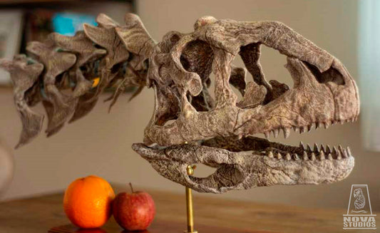 Majungasaurus crenatissimus Skull