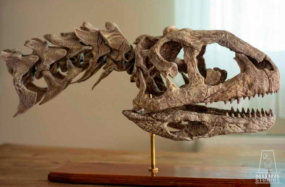 Majungasaurus crenatissimus Skull