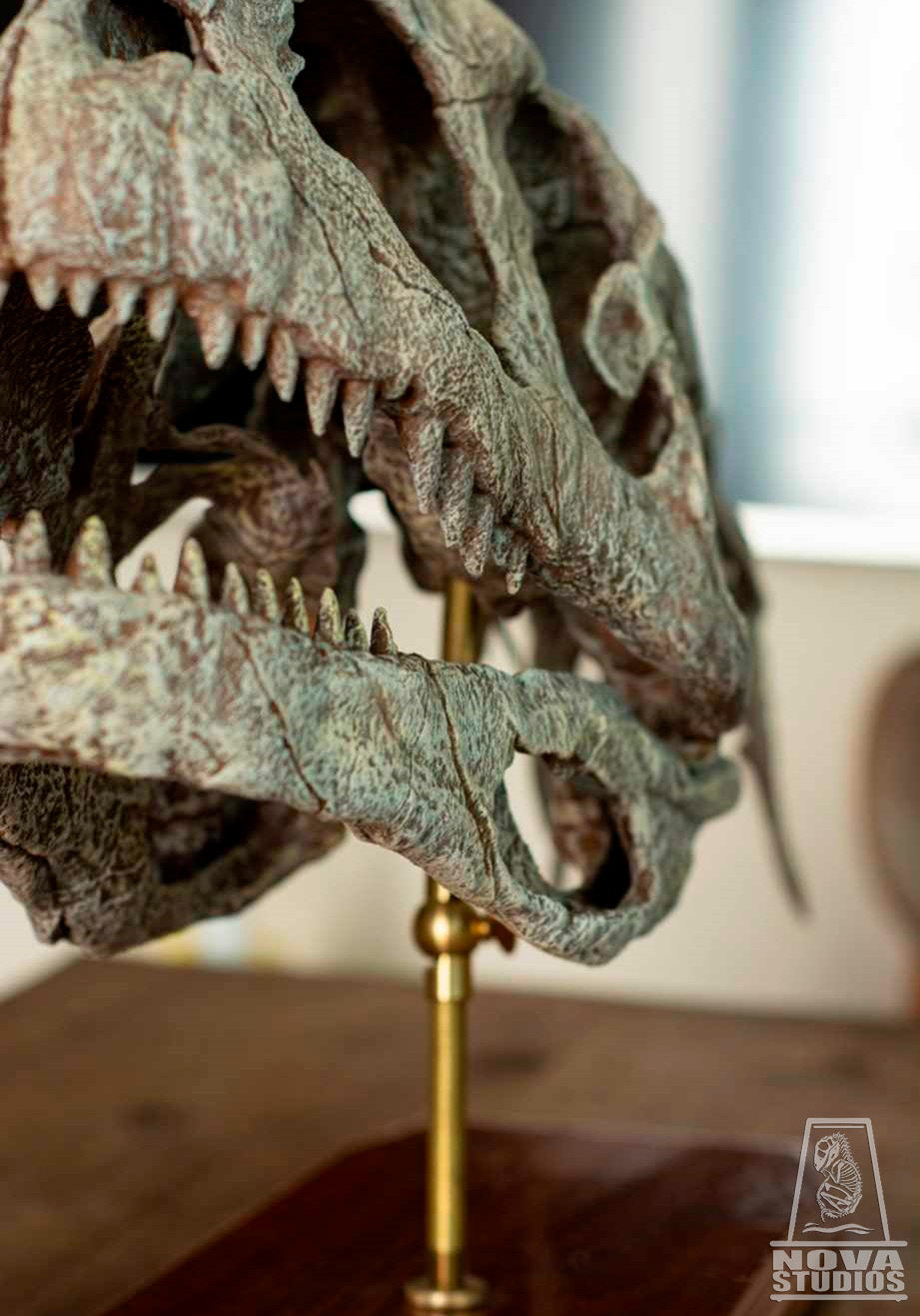 Majungasaurus crenatissimus Skull