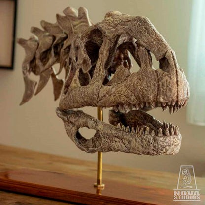 Majungasaurus crenatissimus Skull