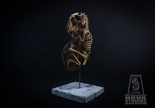 Deinonychus antirrhopus Fetus