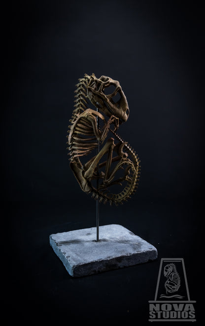 Deinonychus antirrhopus Fetus