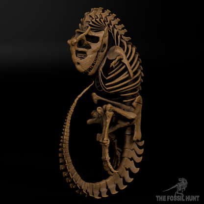 Carnotaurus sastrei Fetus