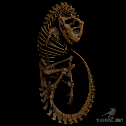 Carnotaurus sastrei Fetus