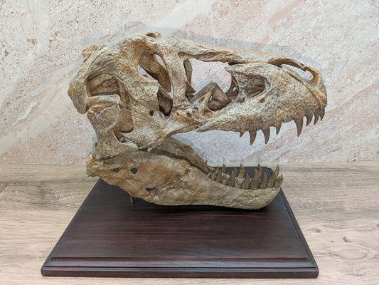 Tyrannosaurus rex Skull
