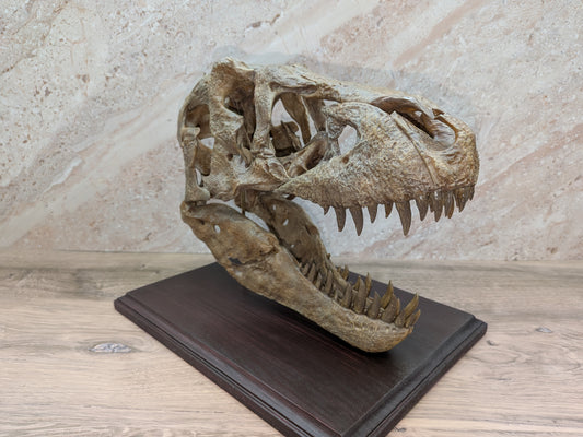 Tyrannosaurus rex Skull