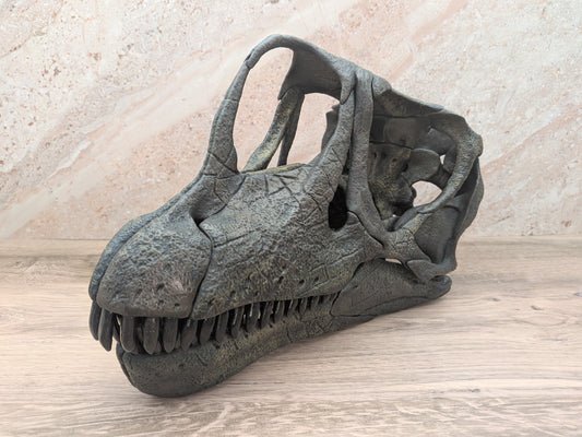 Europasaurus holgeri Skull