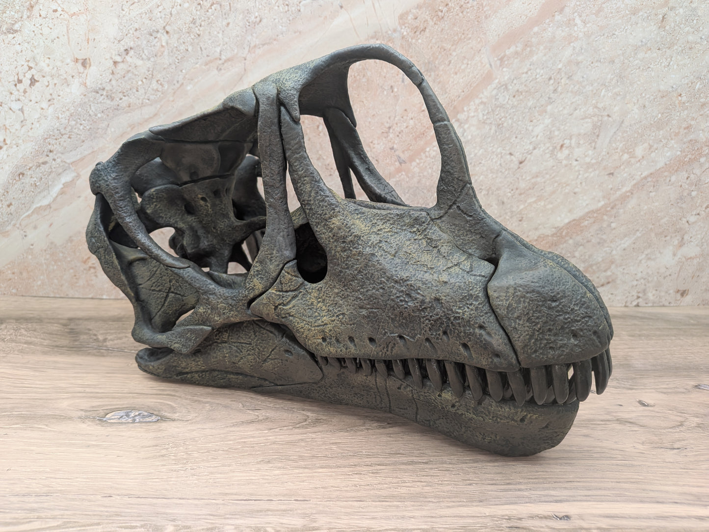 Europasaurus holgeri Skull