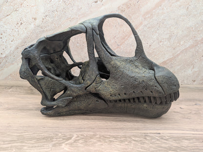 Europasaurus holgeri Skull