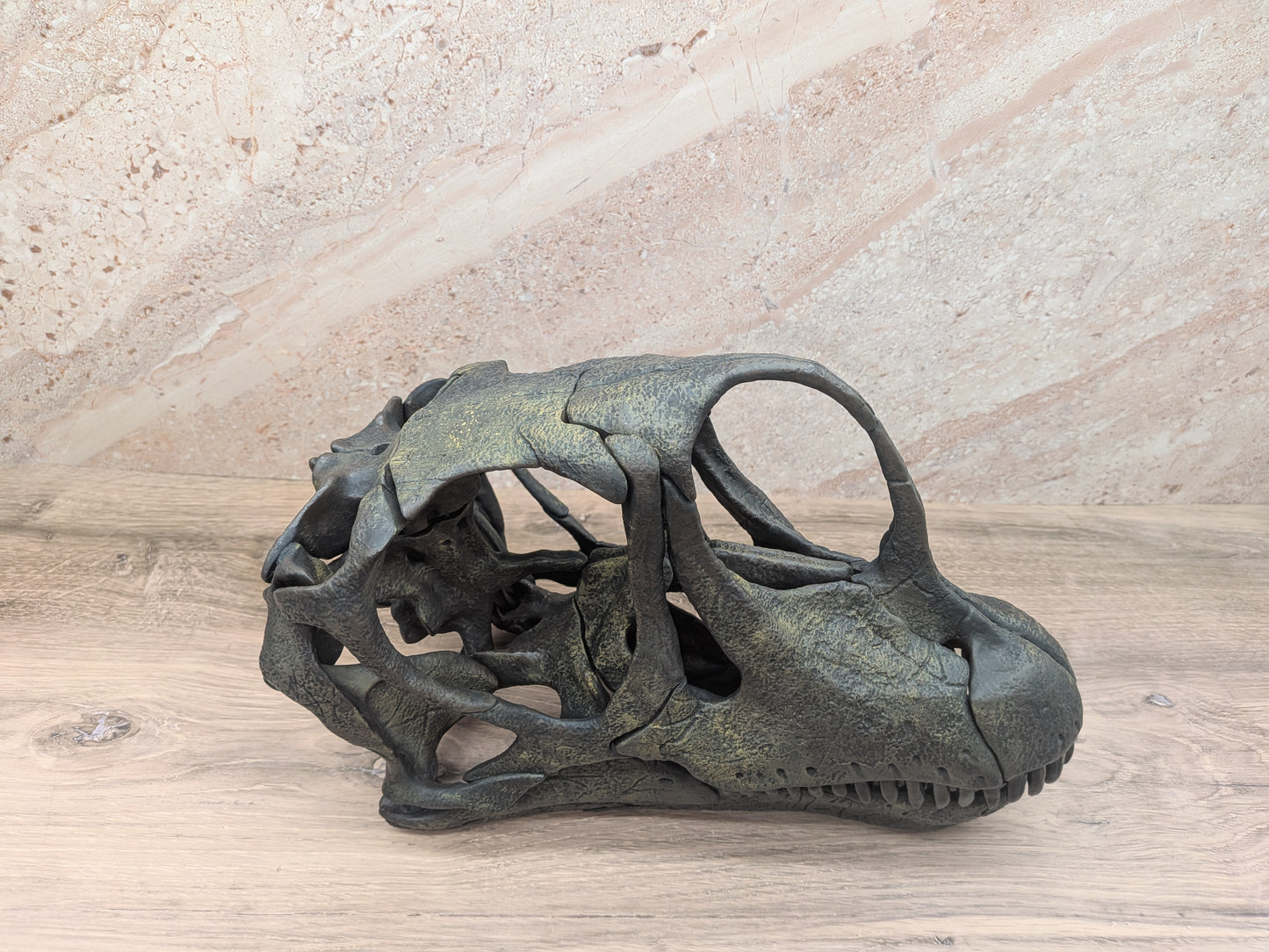 Europasaurus holgeri Skull