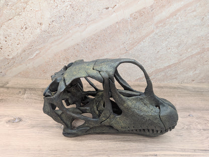 Europasaurus holgeri Skull