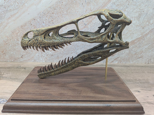Velociraptor mongoliensis Skull