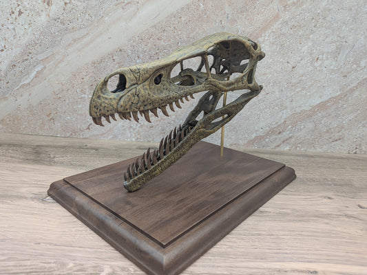Velociraptor mongoliensis Skull