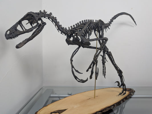 Bambiraptor feinbergi