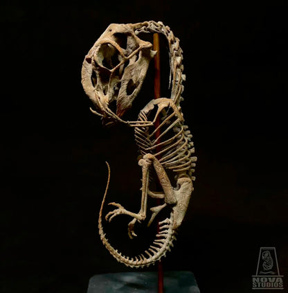 Oviraptor philoceratops Fetus