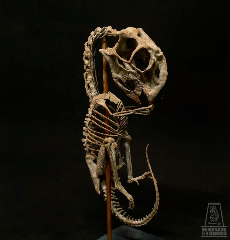 Oviraptor philoceratops Fetus