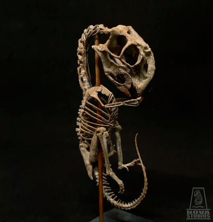 Oviraptor philoceratops Fetus