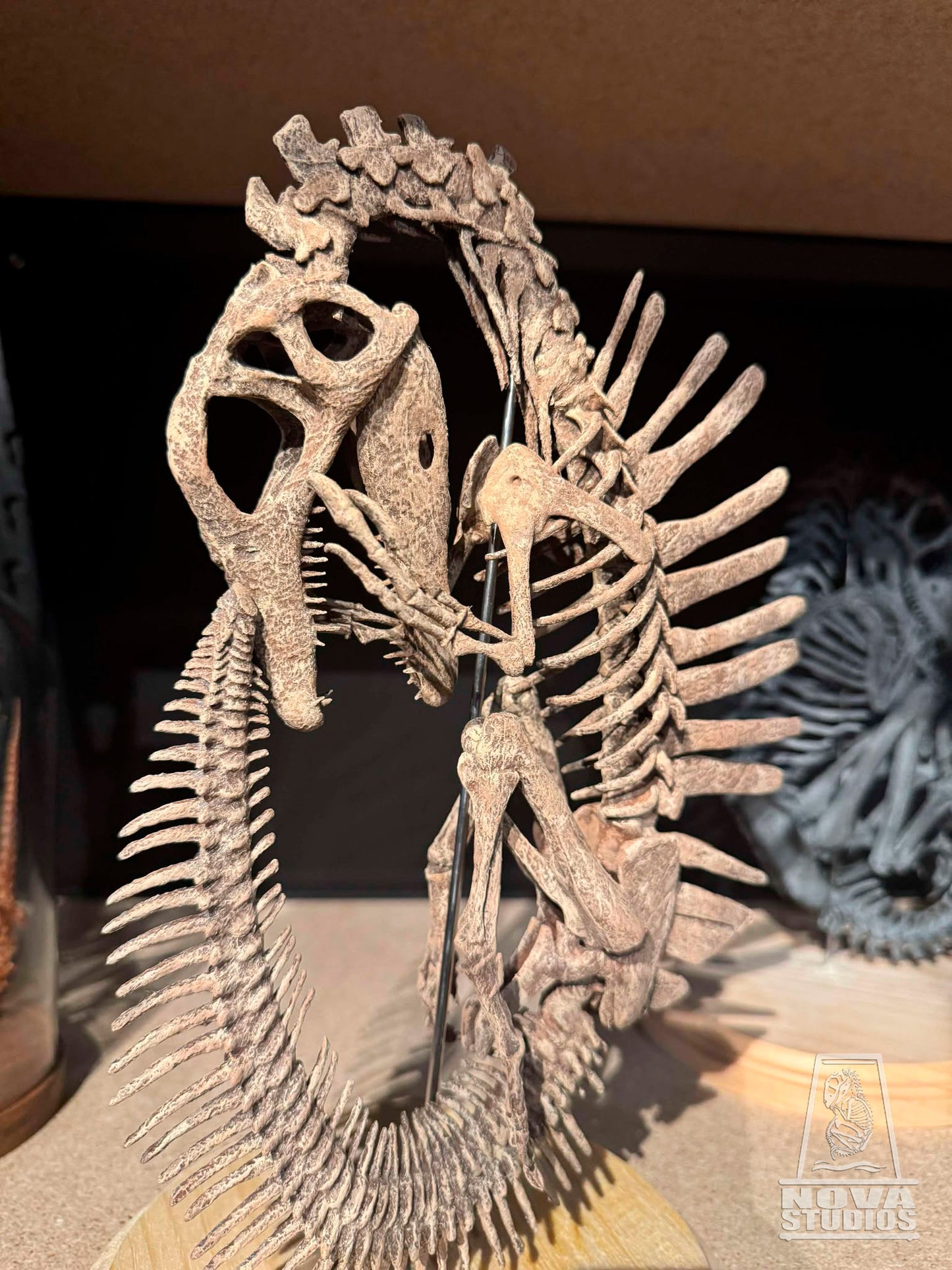 Spinosaurus aegyptiacus Fetus