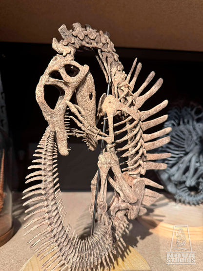 Spinosaurus aegyptiacus Fetus