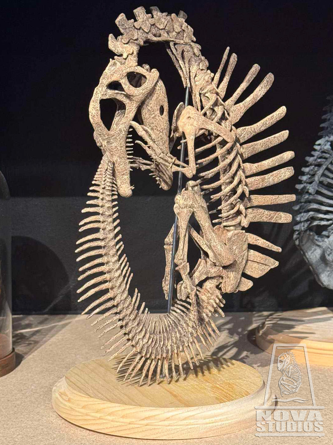 Spinosaurus aegyptiacus Fetus