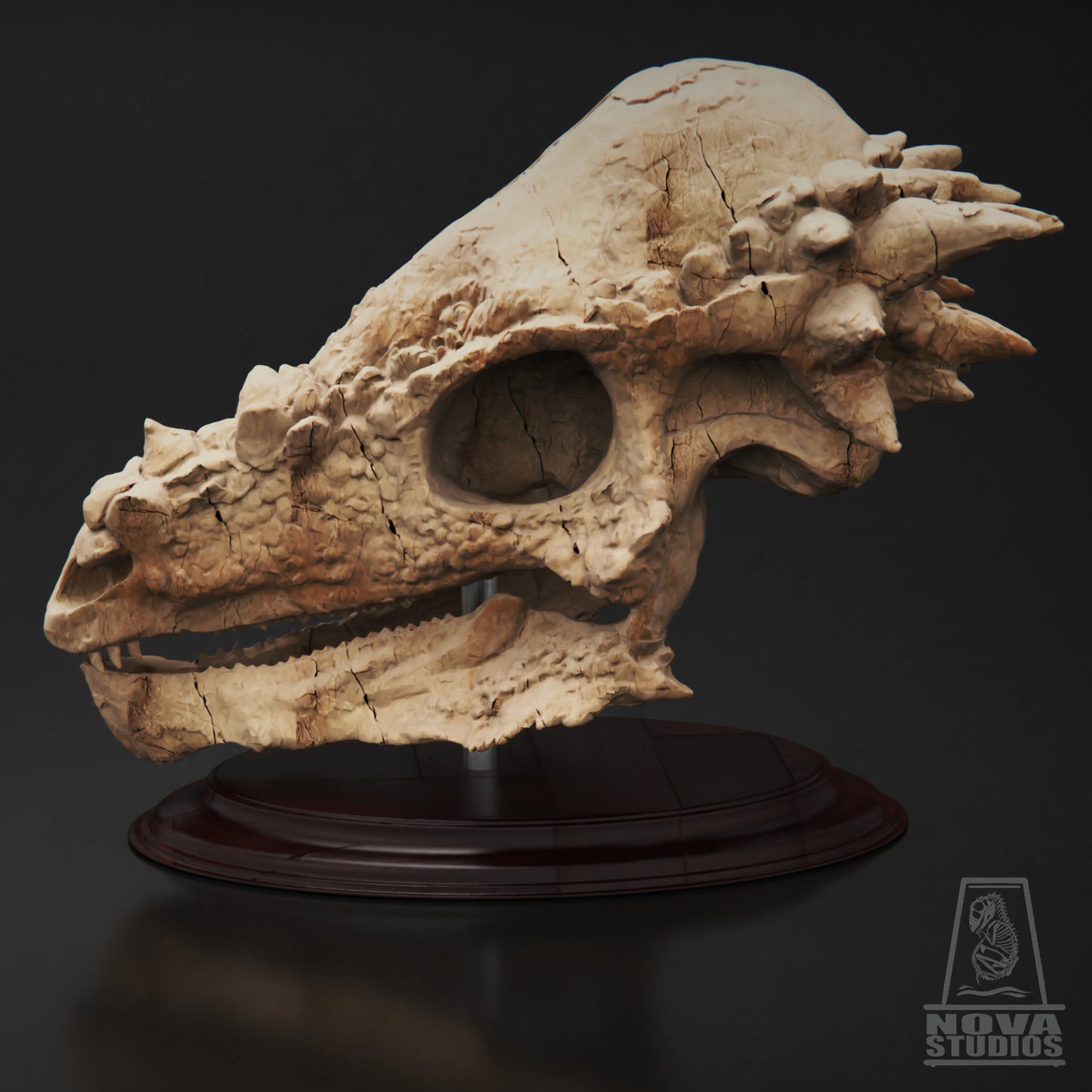 Pachycephalosaurus wyomingensis Skull