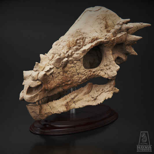 Pachycephalosaurus wyomingensis Skull
