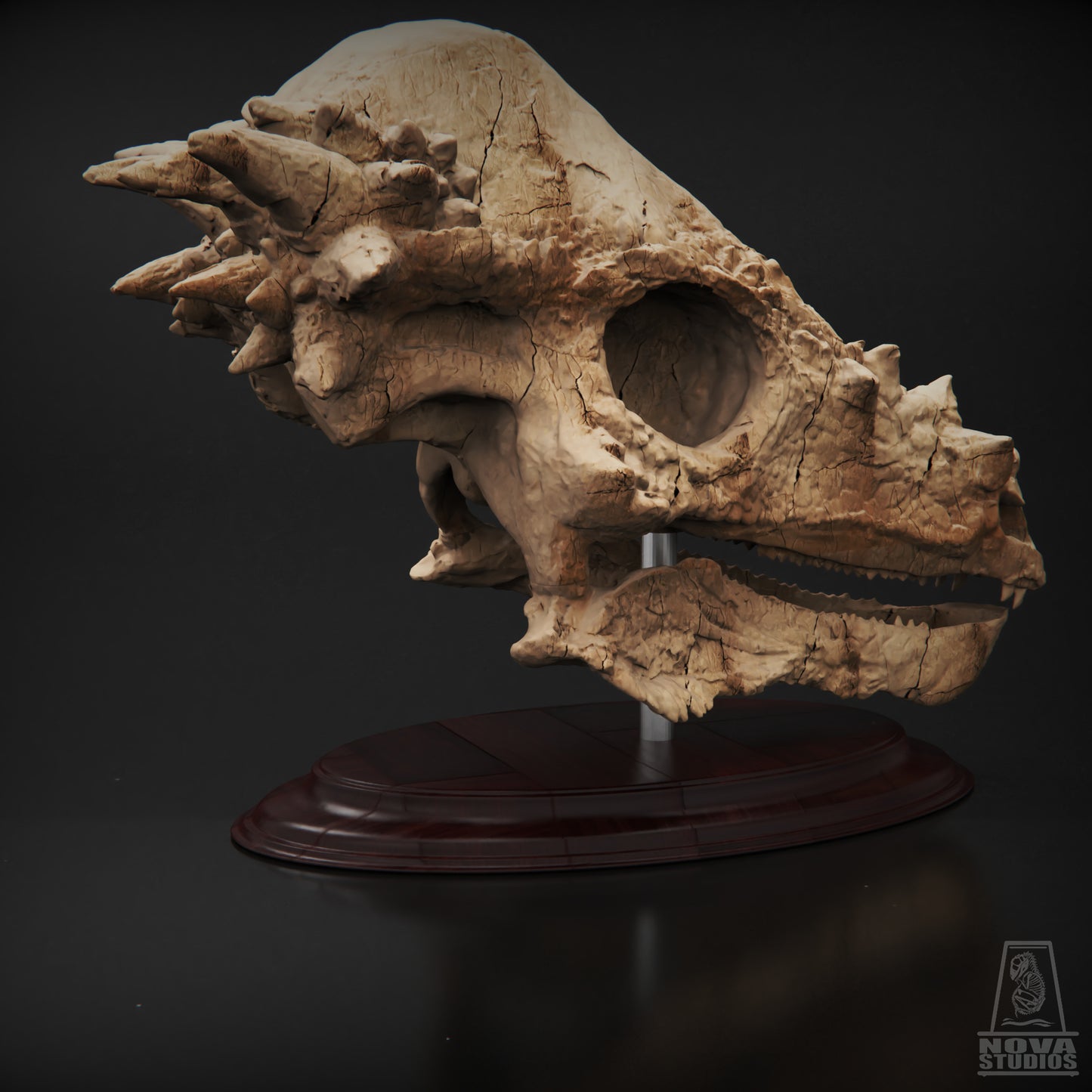 Pachycephalosaurus wyomingensis Skull